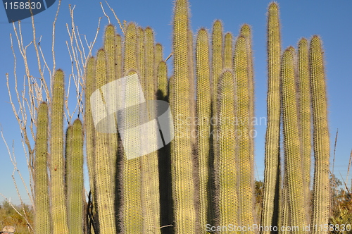 Image of Cactus