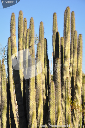 Image of Cactus