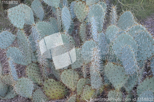 Image of Cactus