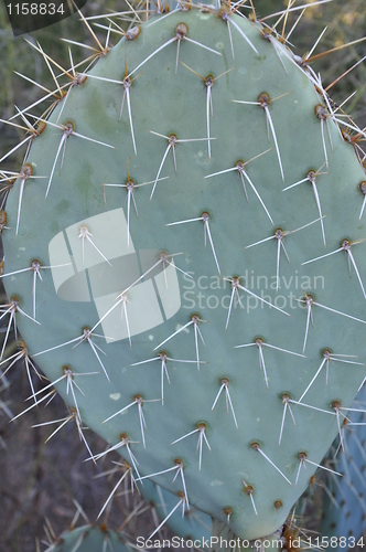 Image of Cactus