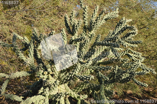 Image of Cactus