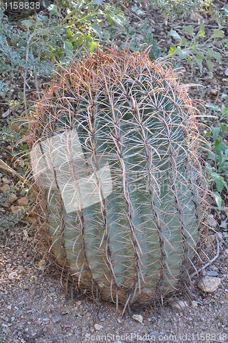 Image of Cactus