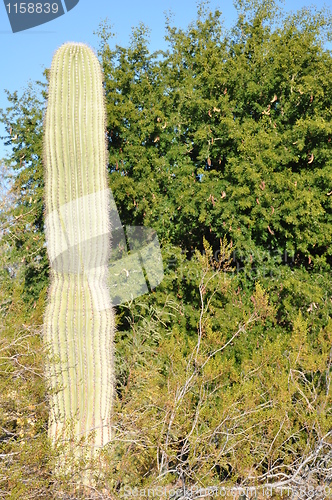 Image of Cactus