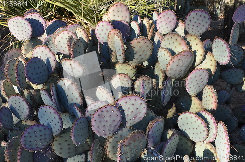 Image of Cactus