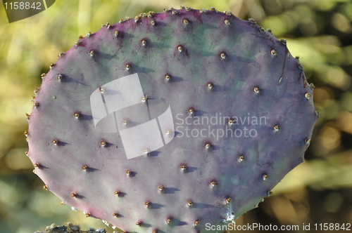 Image of Cactus