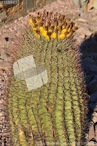 Image of Cactus