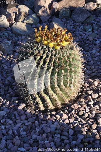 Image of Cactus