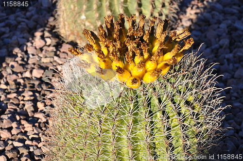 Image of Cactus