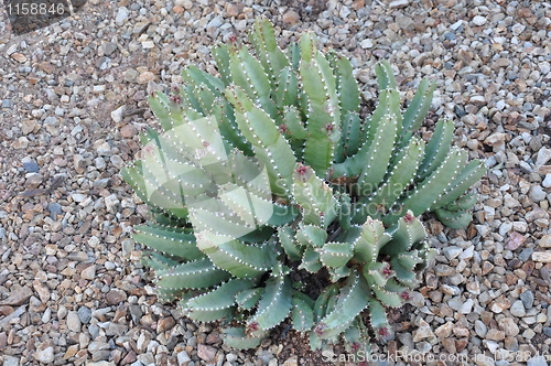 Image of Cactus