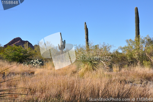 Image of Cactus