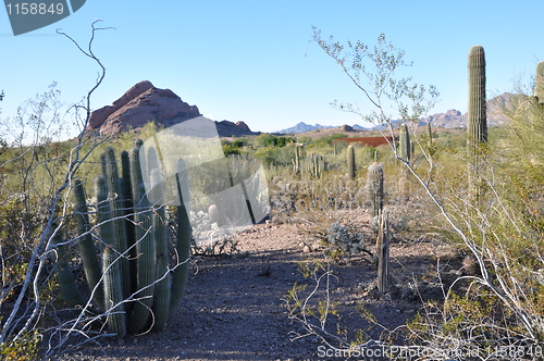 Image of Cactus