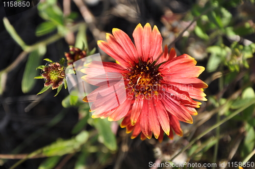 Image of Flower