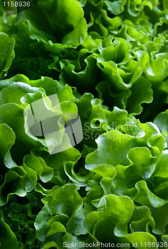 Image of Salad