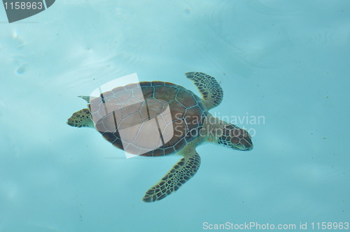 Image of Turtle