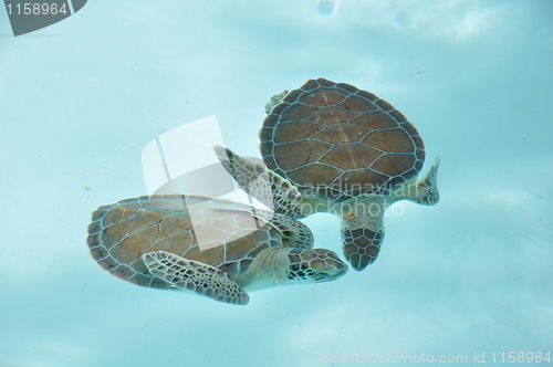 Image of Turtles