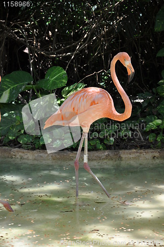 Image of Flamingo