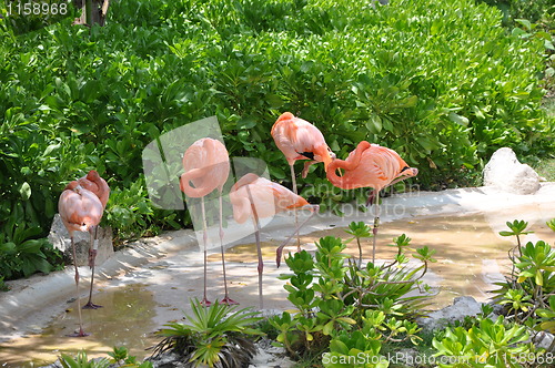 Image of Flamingo