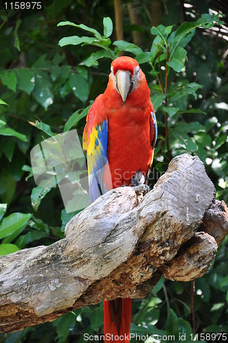 Image of Parrot