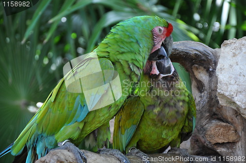 Image of Parrots