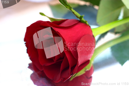 Image of Red rose on silver tray 2