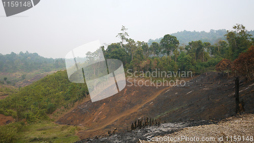 Image of Slash and burn agriculture in Thailand