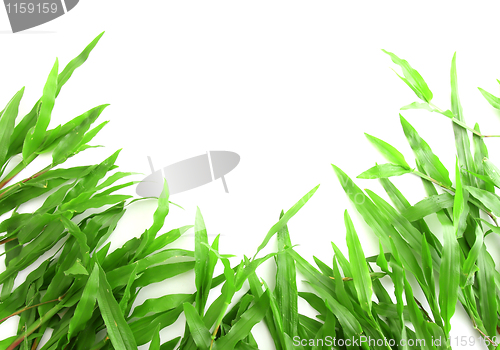 Image of Grass frame with space for text 