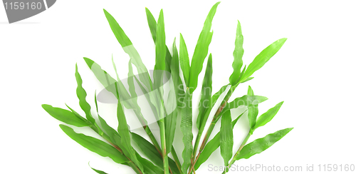 Image of   fresh grass isolated on white 