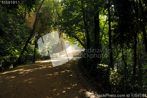 Image of Peaceful walkway though the trees in Granada