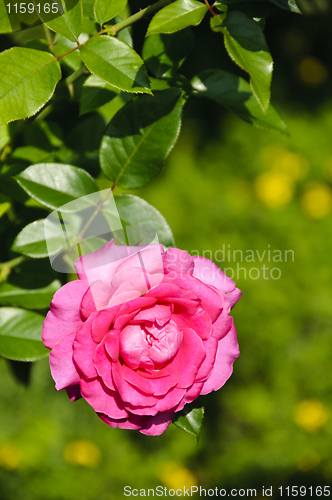 Image of Pink rose