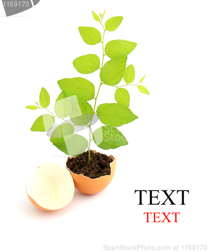 Image of Growing green plant in egg shell on white background 