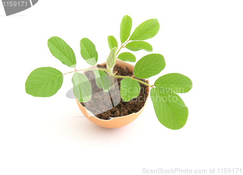 Image of growing green plant in egg shell on white background 