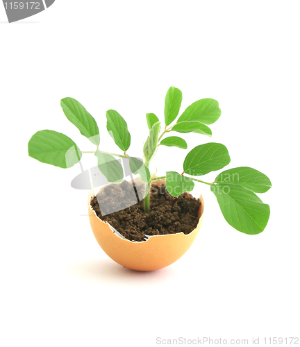 Image of growing green plant in egg shell on white background 