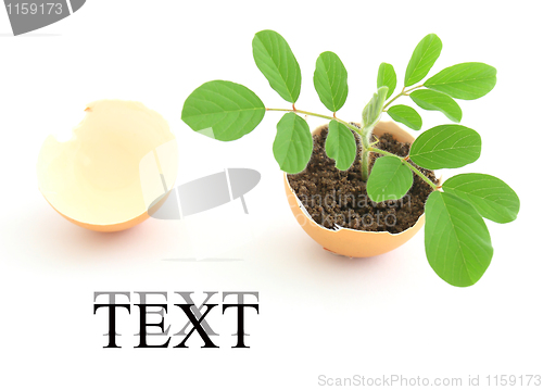 Image of growing green plant in egg shell on white background 