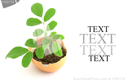 Image of Growing green plant in egg shell on white background 