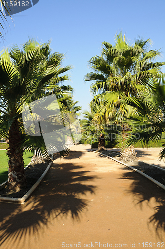 Image of Palm trees in Federico Garcia Lorca Park