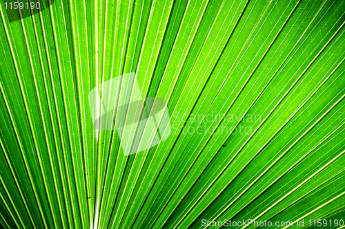 Image of Chusan Palm Leaf section 