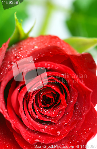 Image of Rose on White 