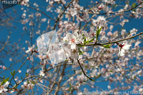 Image of Almond blossom