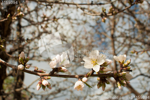 Image of Almond blossom