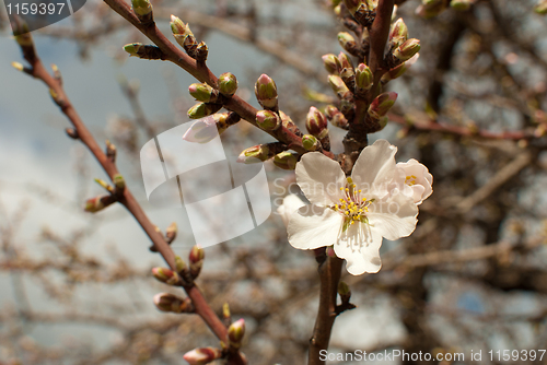 Image of Almond blossom