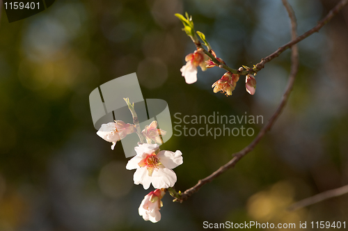 Image of Almond blossom