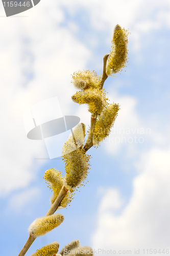 Image of Spring flowering willow branch