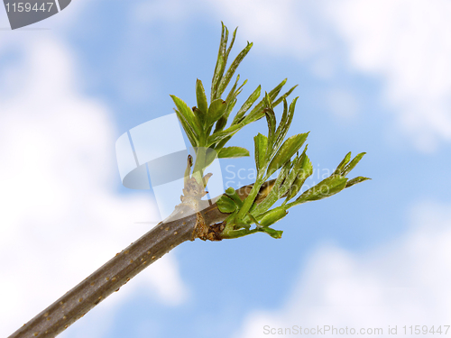 Image of Elder branch against blue sky with clouds