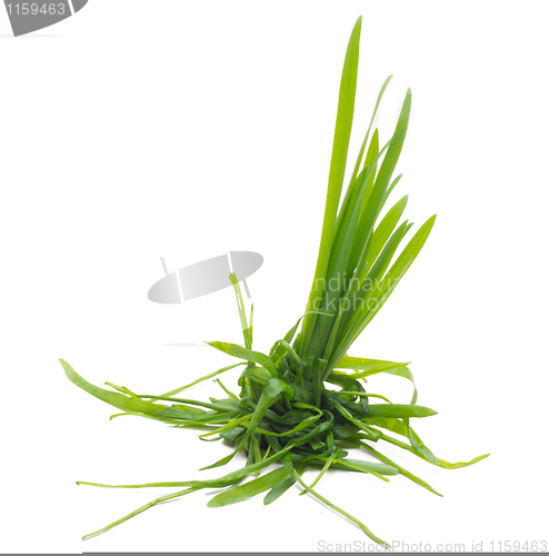 Image of Bunch Of A Grass 3