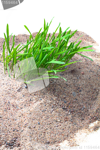 Image of Sand grass