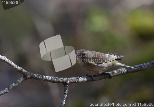 Image of Greenfinch