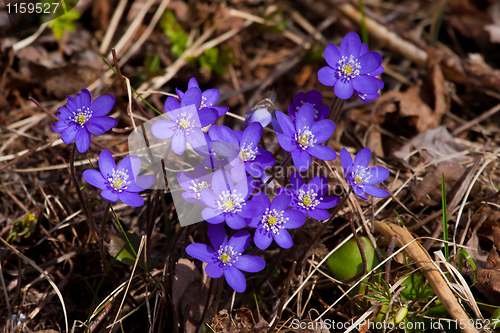 Image of hepatica nobili