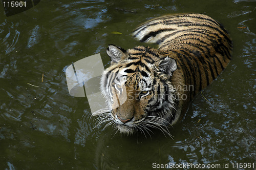 Image of Tiger in water