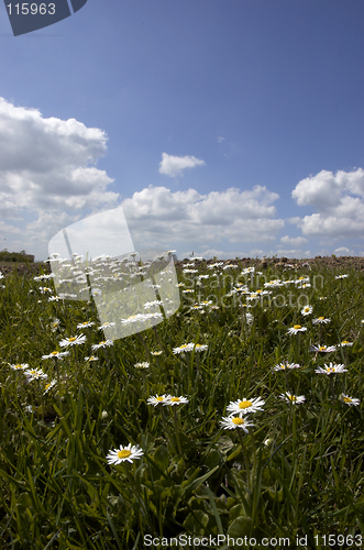 Image of Daisies and Sky