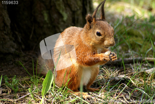 Image of squirrel 